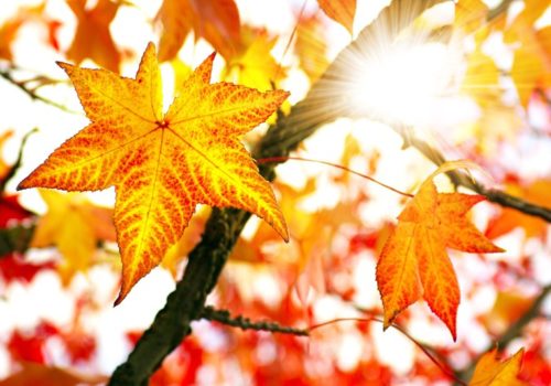 date announced for Autumn Budget 2018 | Accountants in Lewannick | Accountants in Long Rock | Accountants in Millendreath | Accountants in Morval | Accountants in Parkfield | Accountants in Hutton Magna