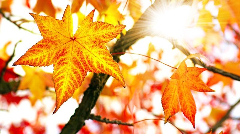 date announced for Autumn Budget 2018 | Accountants in Lewannick | Accountants in Long Rock | Accountants in Millendreath | Accountants in Morval | Accountants in Parkfield | Accountants in Hutton Magna