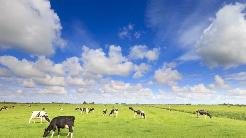 Inheritance Tax Agricultural Property Relief | Accountants in Plaistow | Accountants in Stokeinteignhead | Accountants in Chittlehamholt | Accountants in Crazelowman | Accountants in Frome Vauchurch